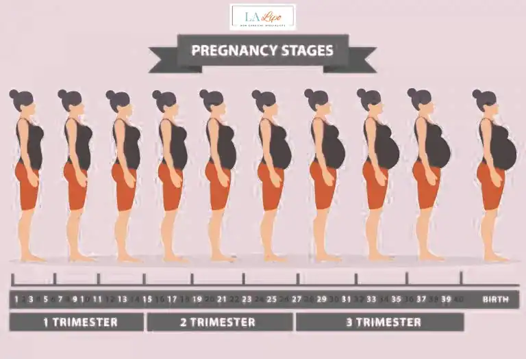 First Trimester (Weeks 1–12): Early Changes You Might Not Notice Beckton
